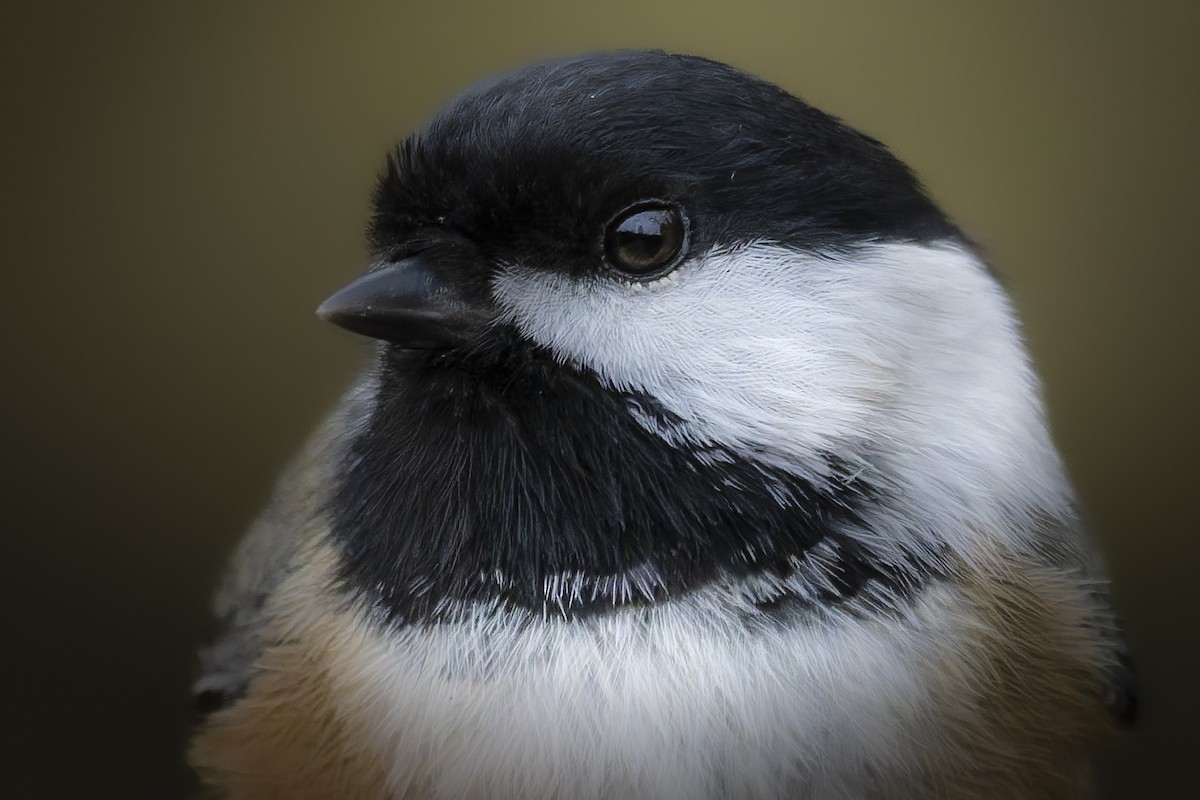 Гаїчка світлокрила - ML645757552