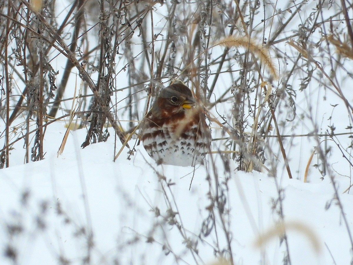 Fox Sparrow - ML645757558