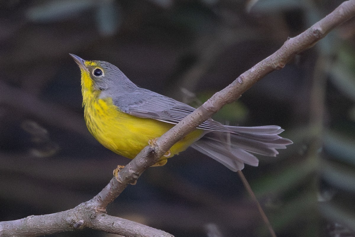 Canada Warbler - ML645757571