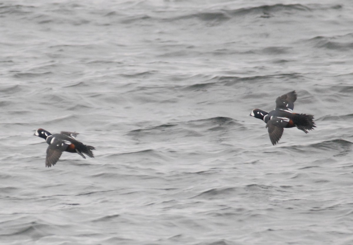Harlequin Duck - ML645757578