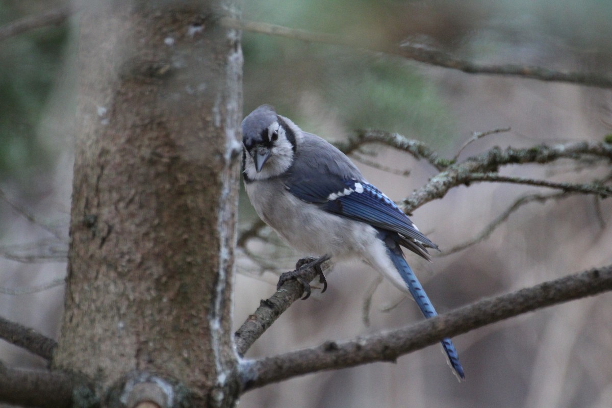 Blue Jay - ML645757580