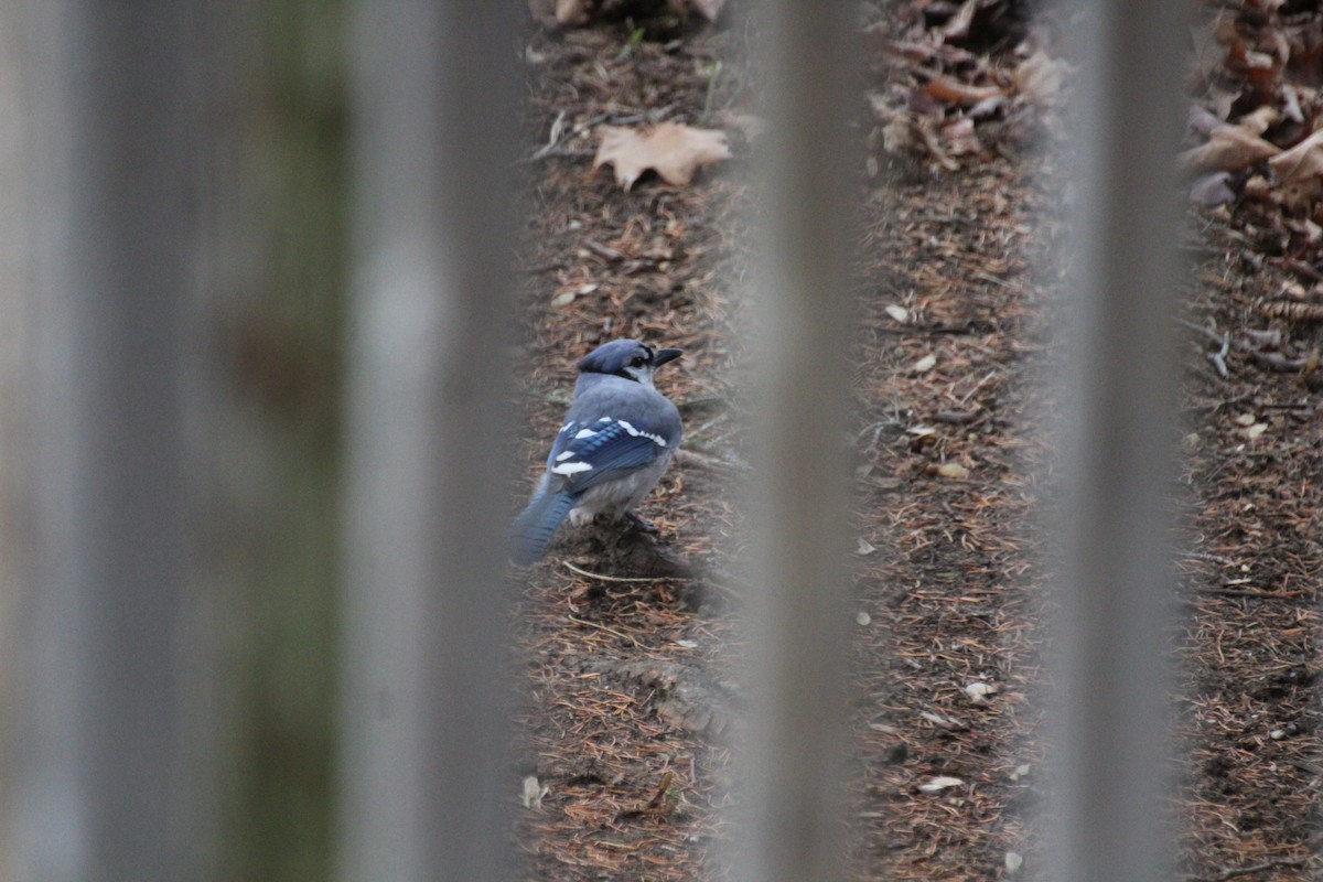 Blue Jay - ML645757588