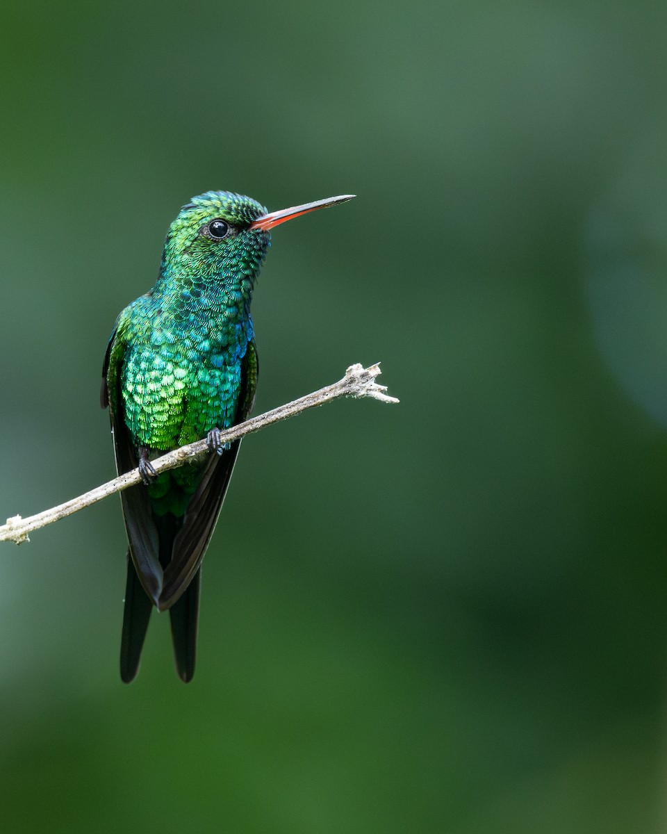 Kozumel Zümrütü - ML645757596