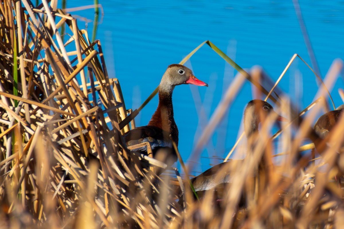 husička černobřichá - ML645757609