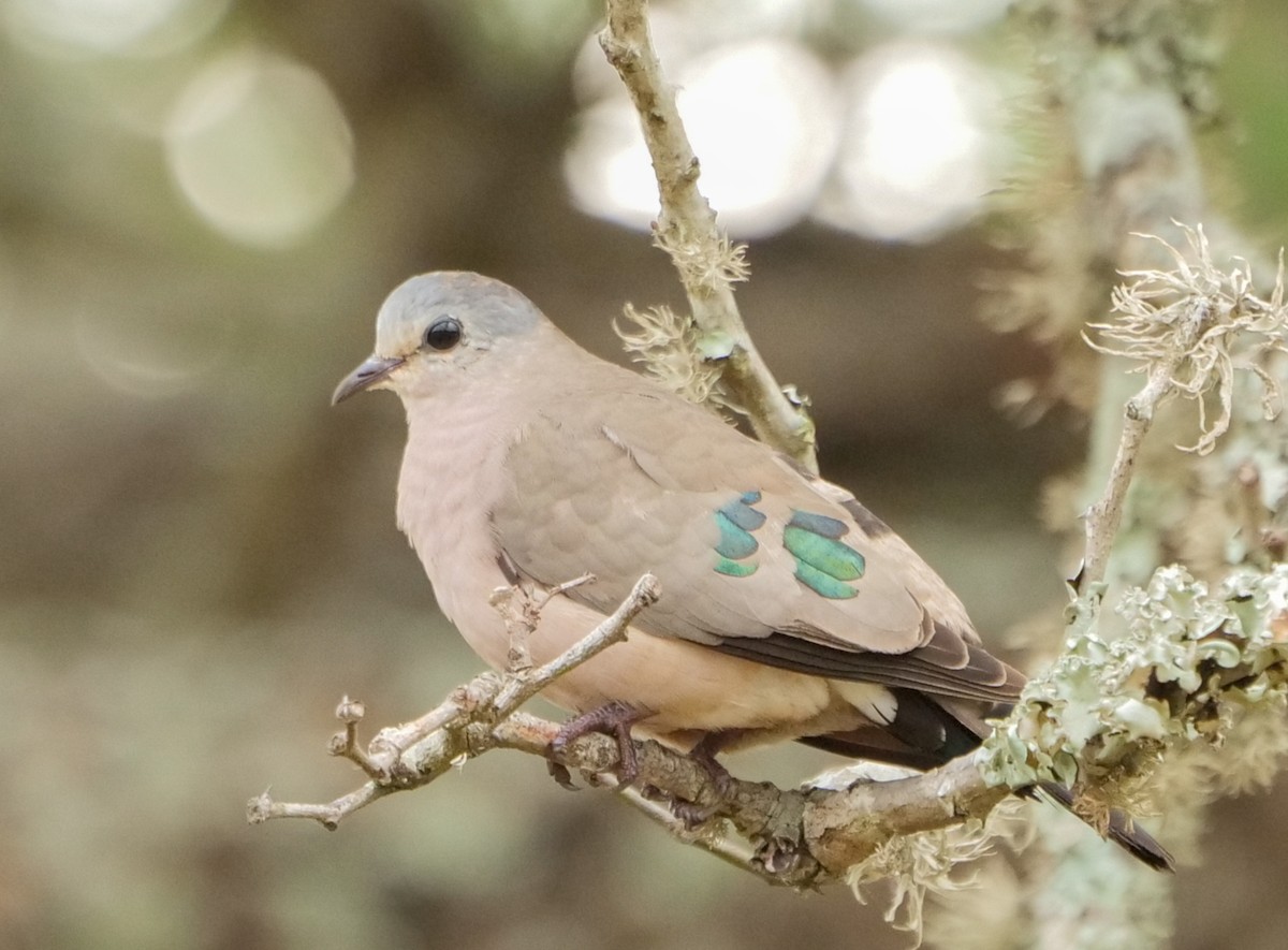 Emerald-spotted Wood-Dove - ML645757618