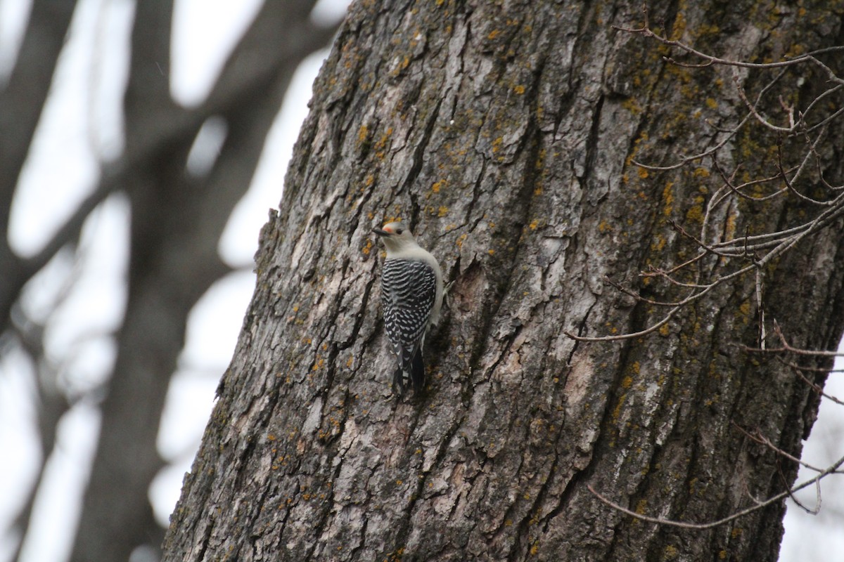 Carpintero de Carolina - ML645757633