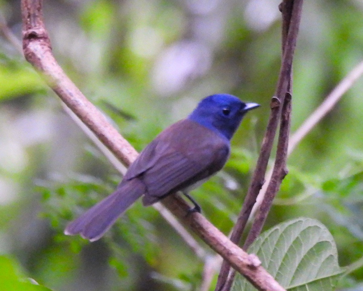Black-naped Monarch - ML645757635
