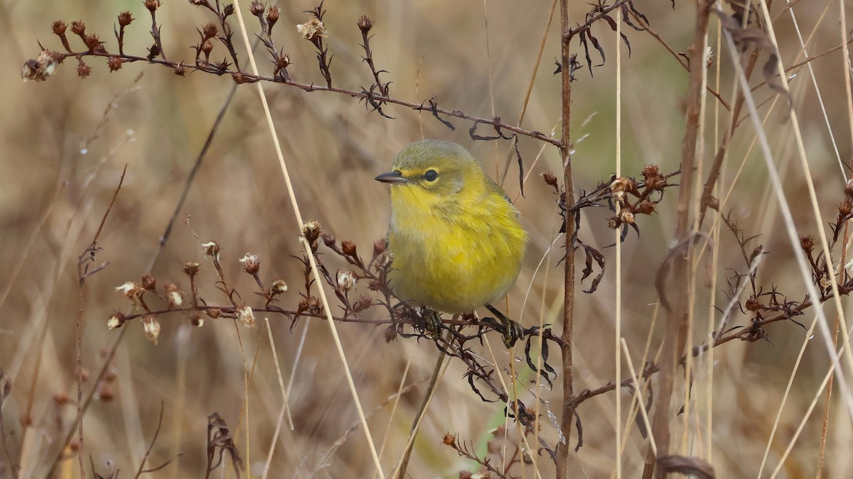 Pine Warbler - ML645757640