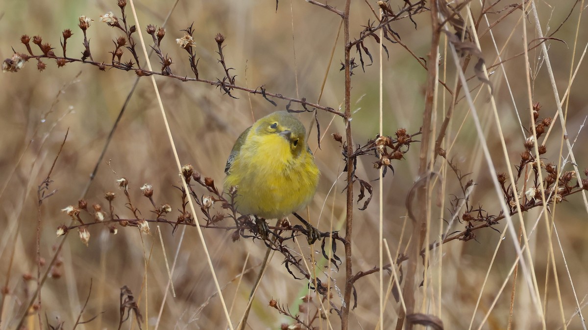 Pine Warbler - ML645757641