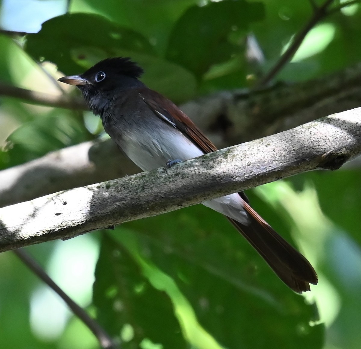 Black Paradise-Flycatcher - ML645757646