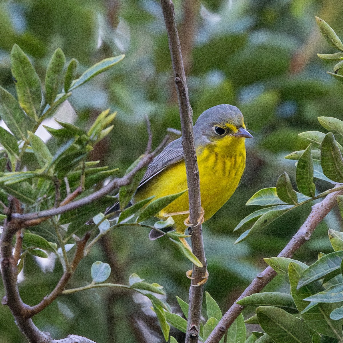 Canada Warbler - ML645757648