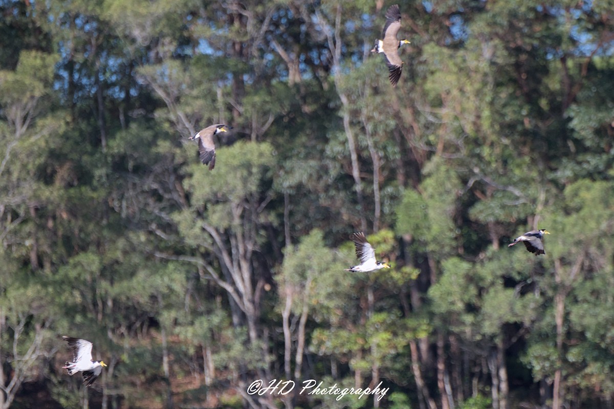 Hegabera maskaraduna - ML645757652