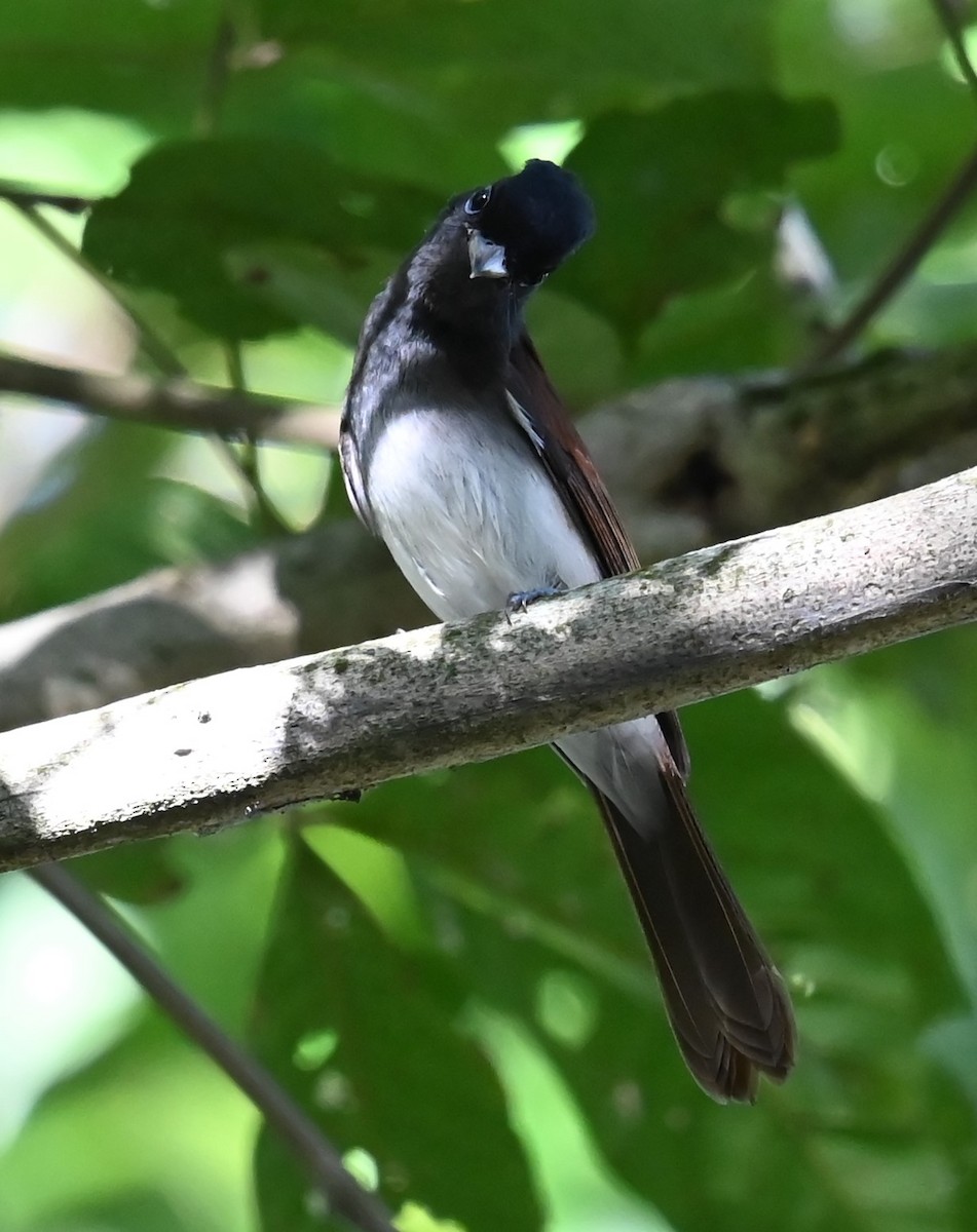 Black Paradise-Flycatcher - ML645757656