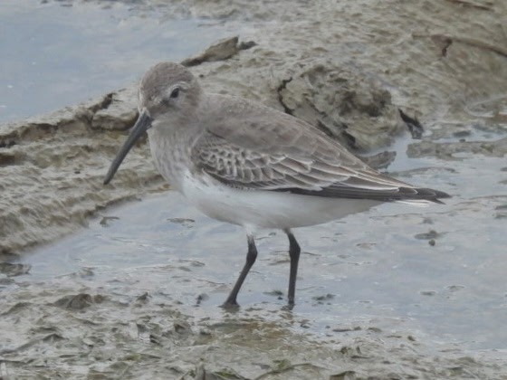Dunlin - ML645757657