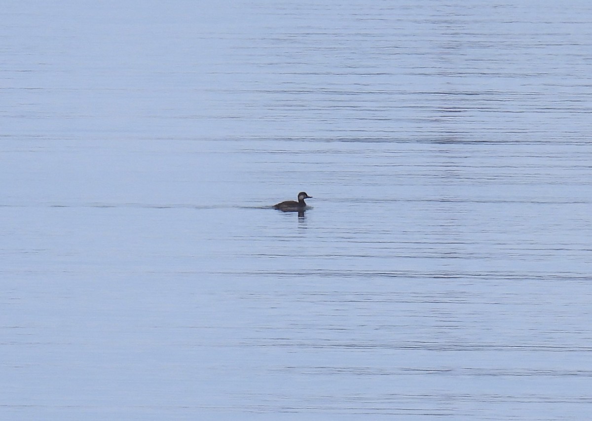 amerikasvartand - ML645757659