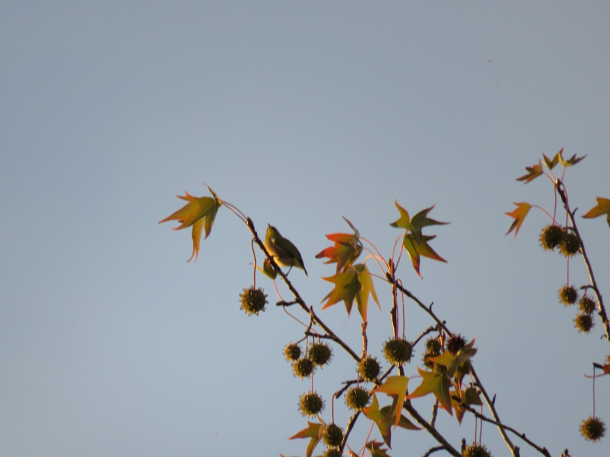 Окулярник японський - ML645757664