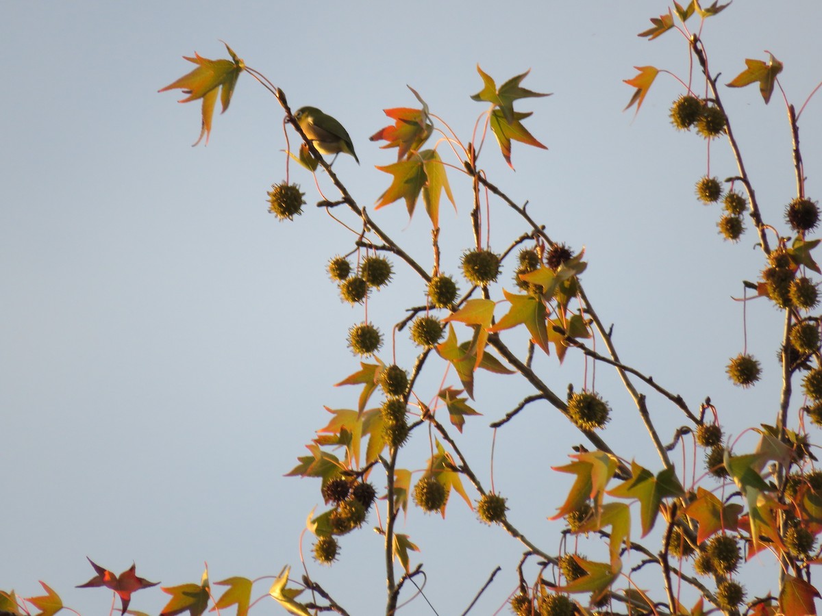 Окулярник японський - ML645757665