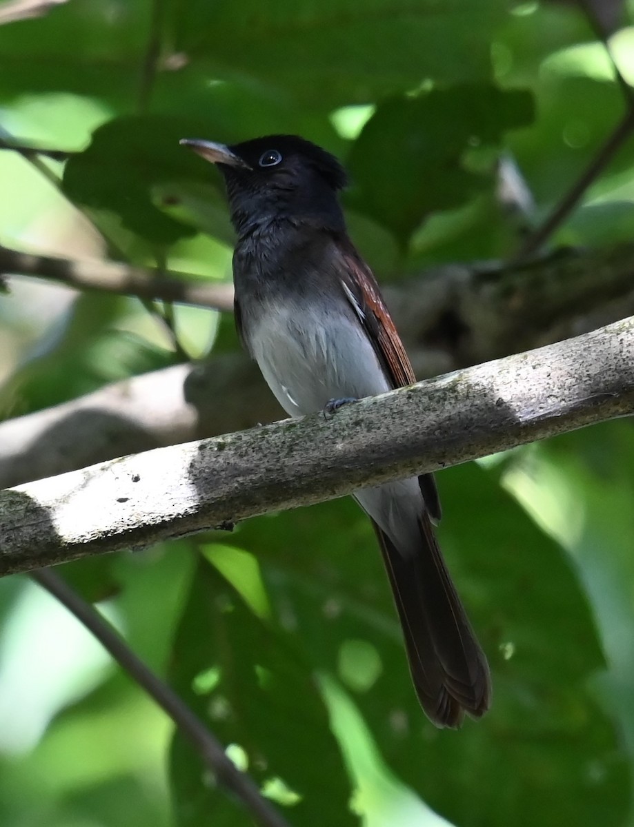 Black Paradise-Flycatcher - ML645757667