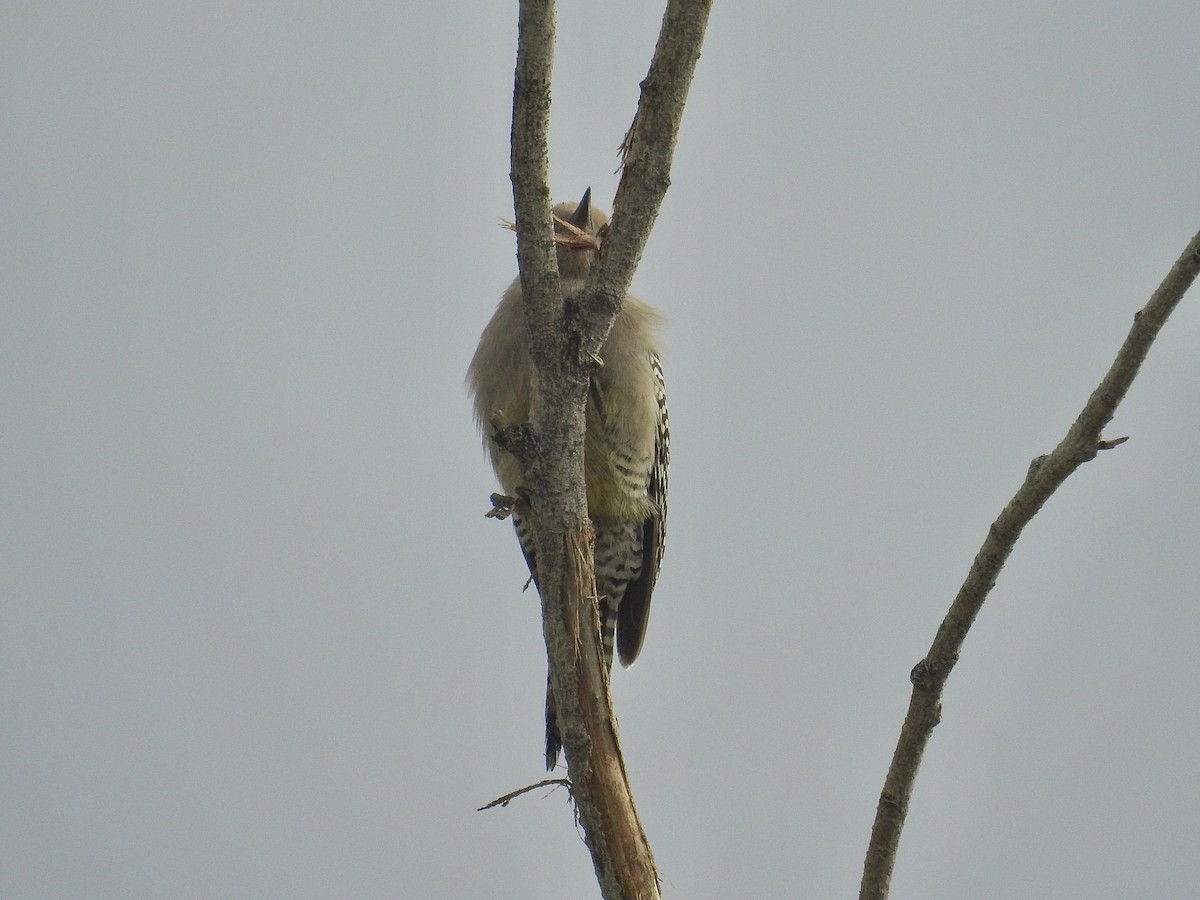 Pic des saguaros - ML645757675