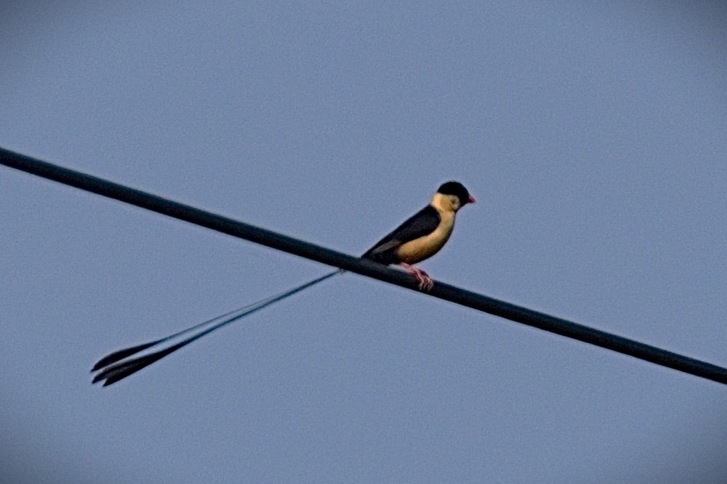 Shaft-tailed Whydah - ML645757676