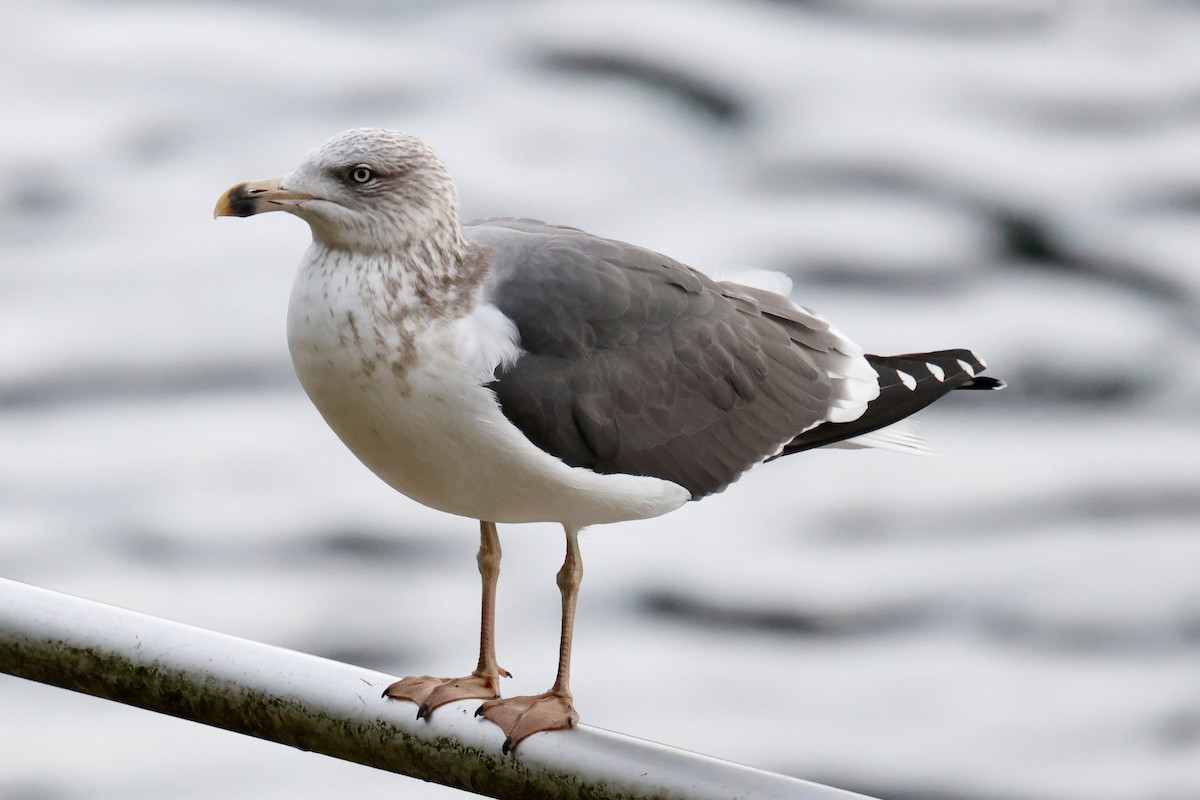 Lesser Black-backed Gull - ML645757683