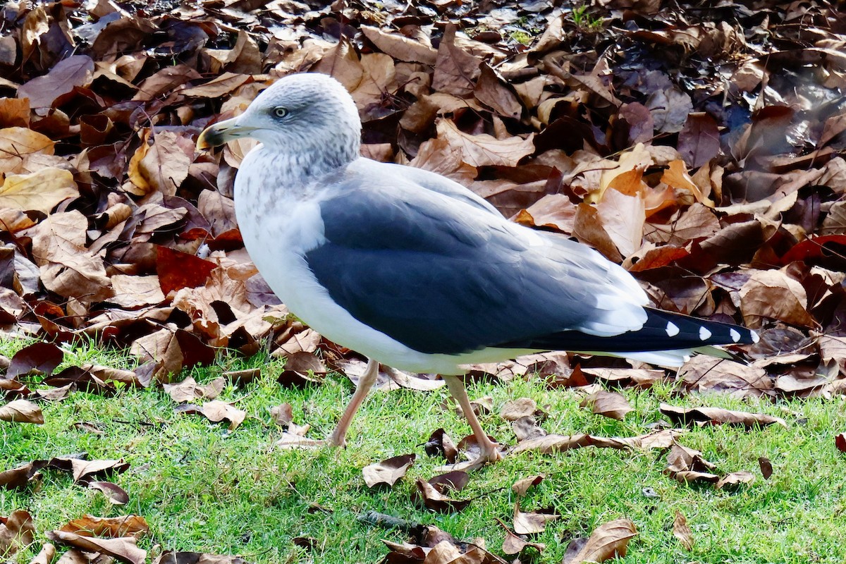 Lesser Black-backed Gull - ML645757684