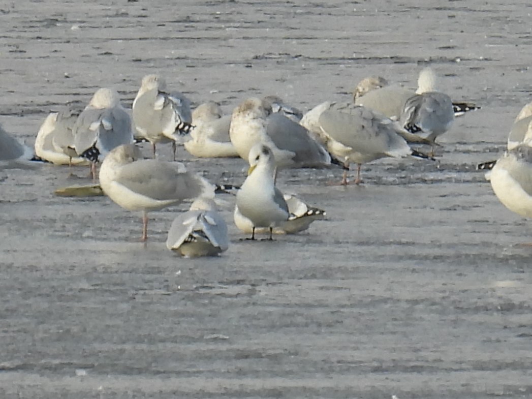 krykkje - ML645757697