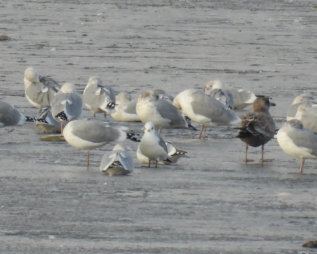 krykkje - ML645757698