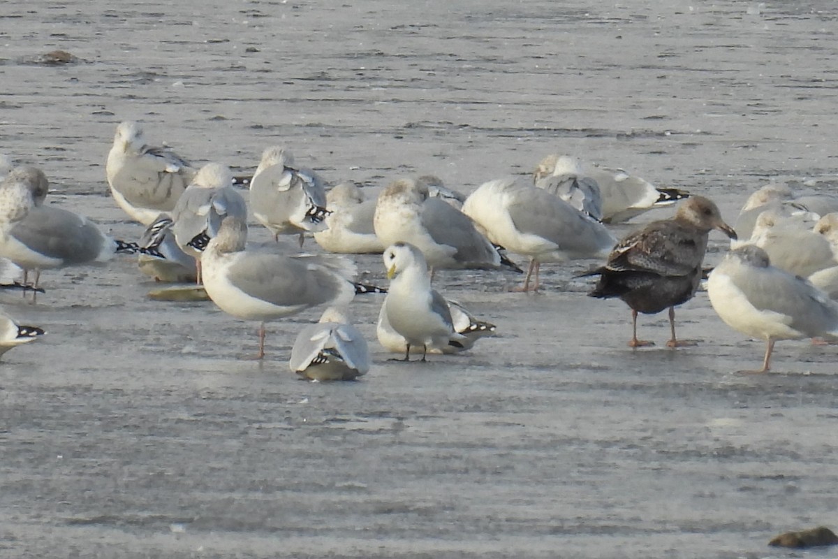 krykkje - ML645757699