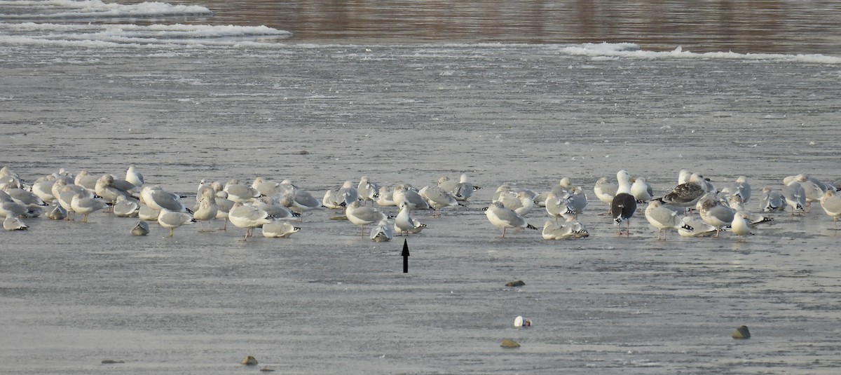 krykkje - ML645757701