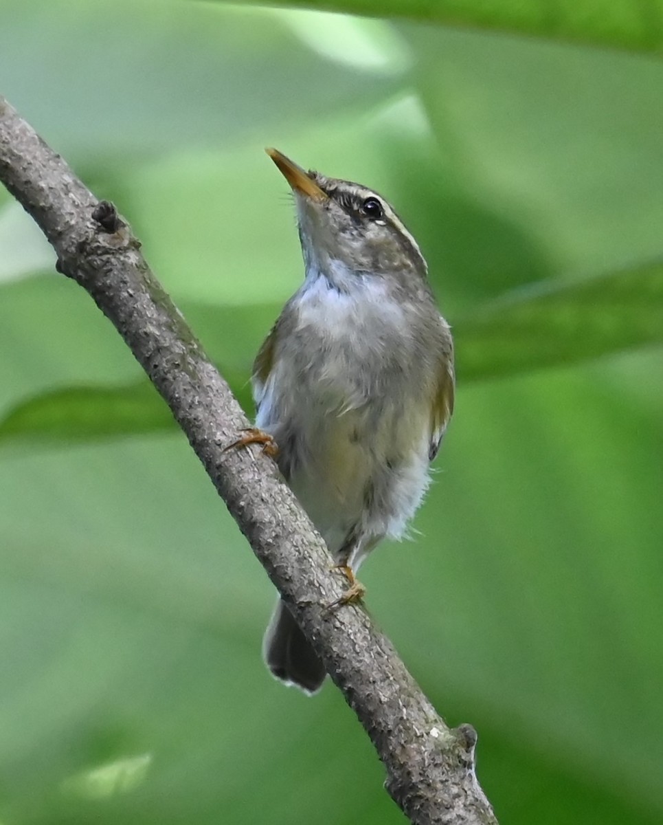 Arctic Warbler - ML645757703