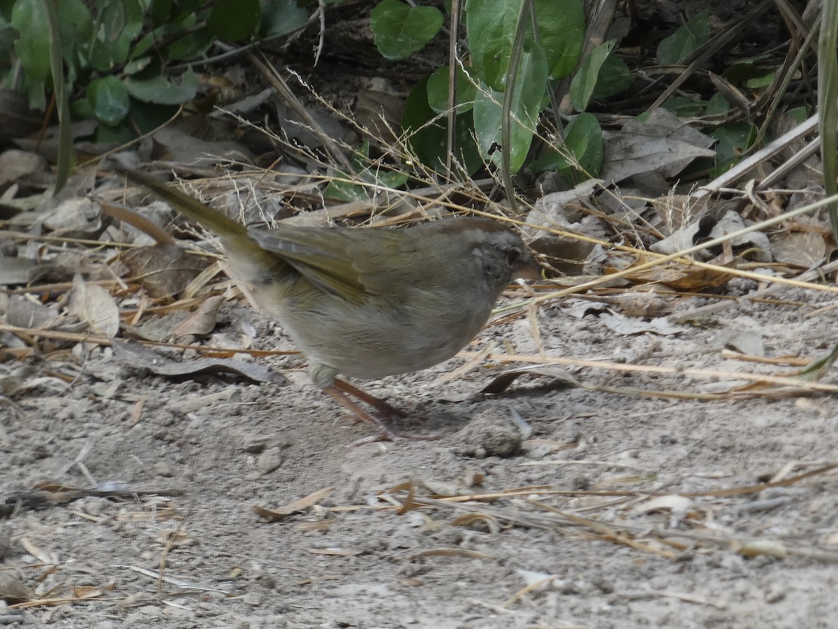 Зеленоватый тохи - ML645757712