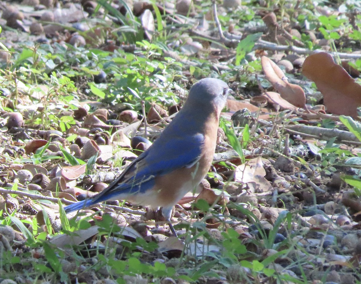 Eastern Bluebird - ML645757716