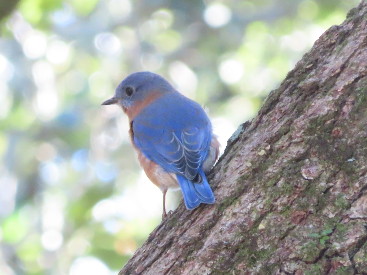 Eastern Bluebird - ML645757718