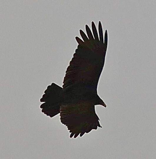 Urubu à tête rouge - ML645757721