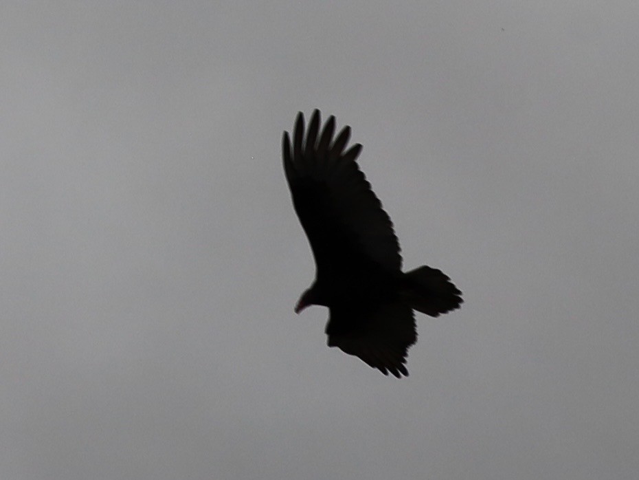 Urubu à tête rouge - ML645757722