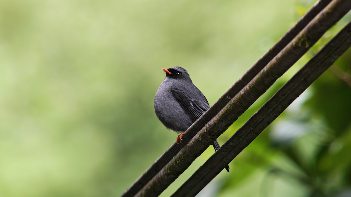 Black-faced Solitaire - ML645757723