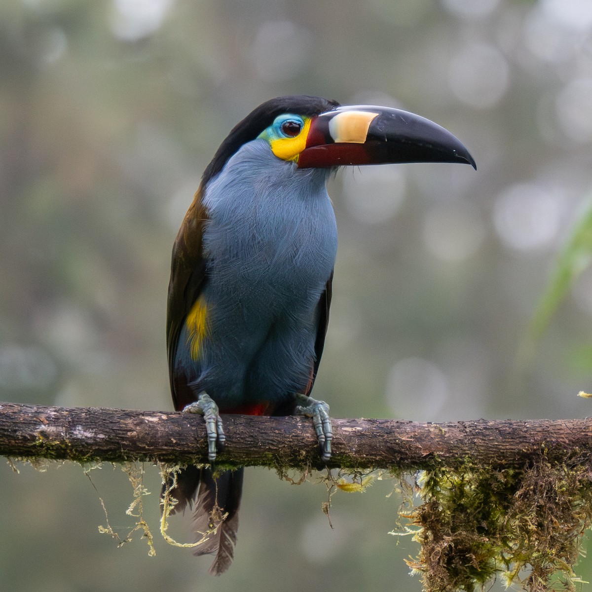 Plate-billed Mountain-Toucan - ML645757727