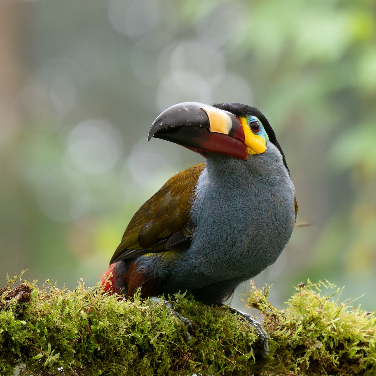 Plate-billed Mountain-Toucan - ML645757728