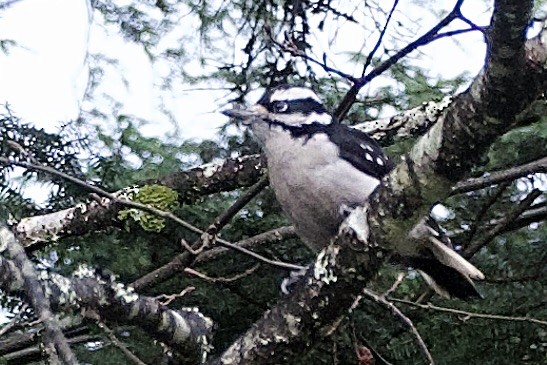 Hairy Woodpecker - ML645757732