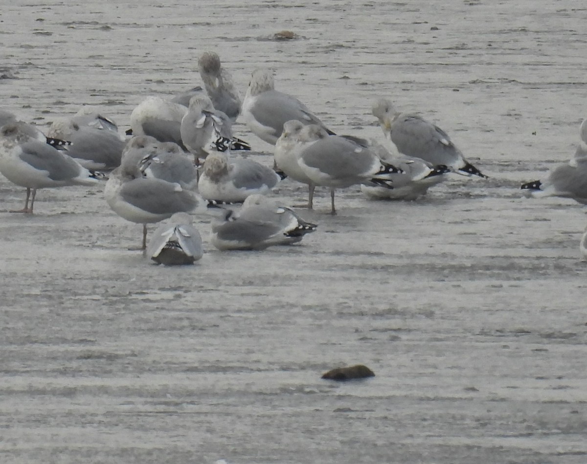 krykkje - ML645757734