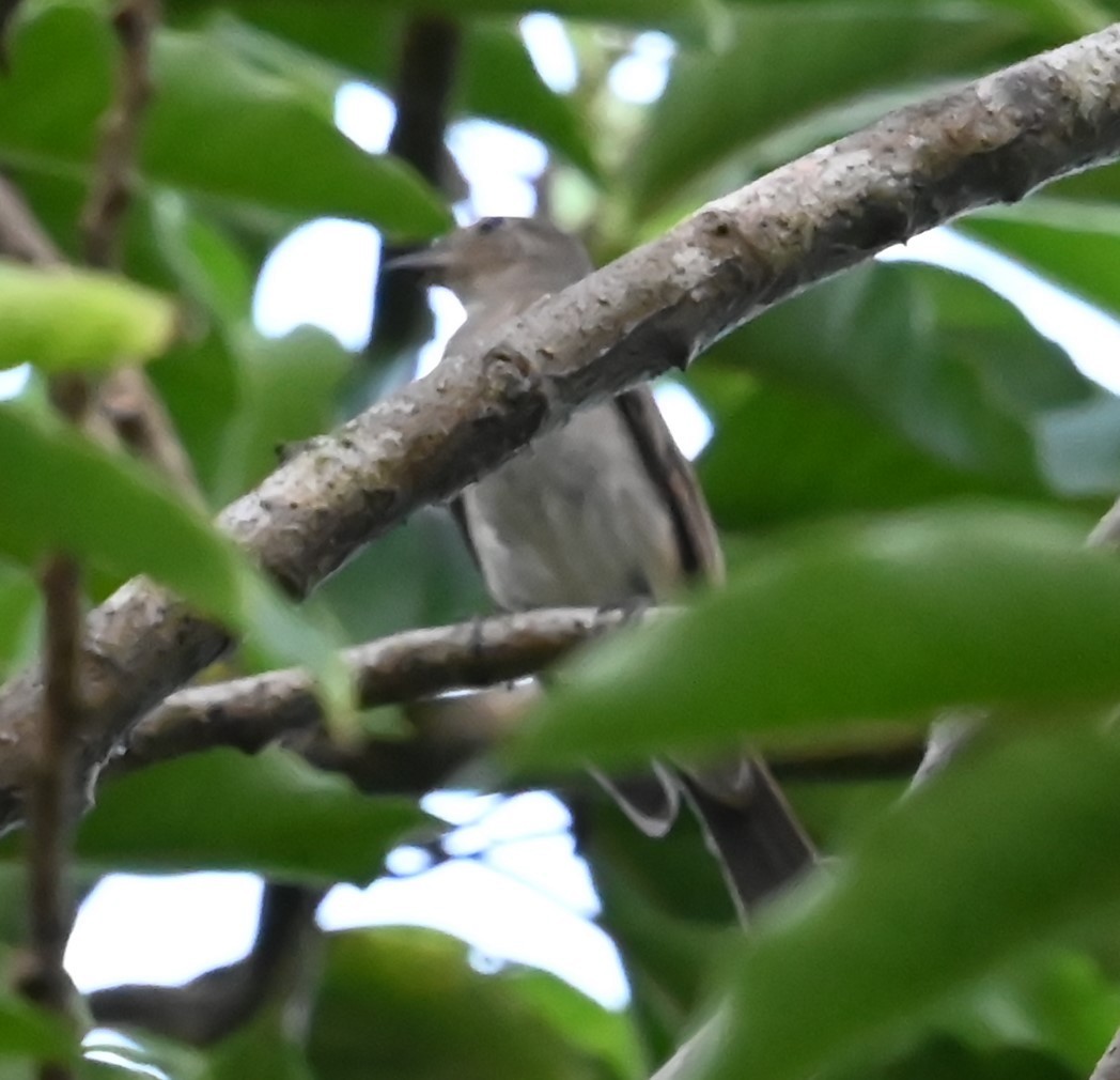 Blue-and-white/Zappey's Flycatcher - ML645757740
