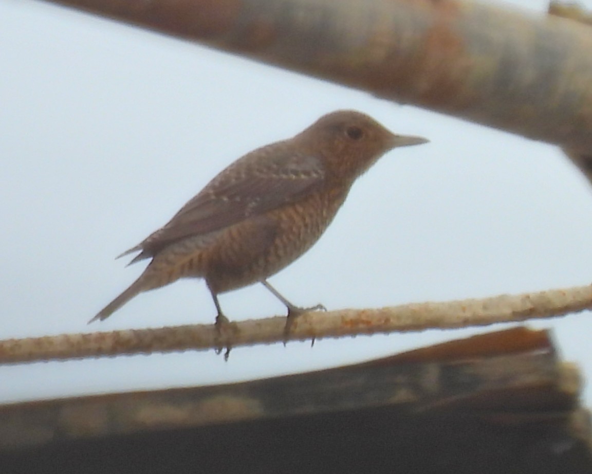 Blue Rock-Thrush - ML645757742