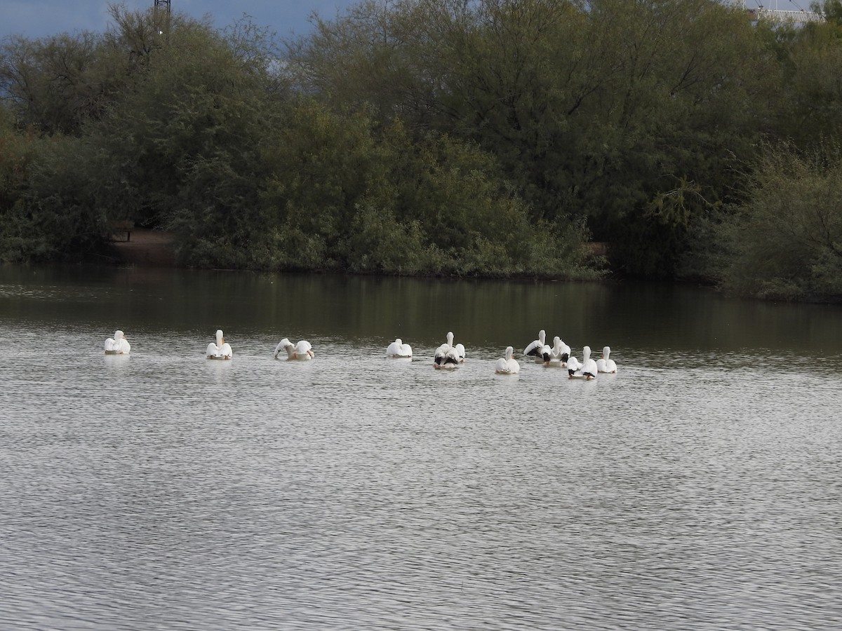 Pélican d'Amérique - ML645757756