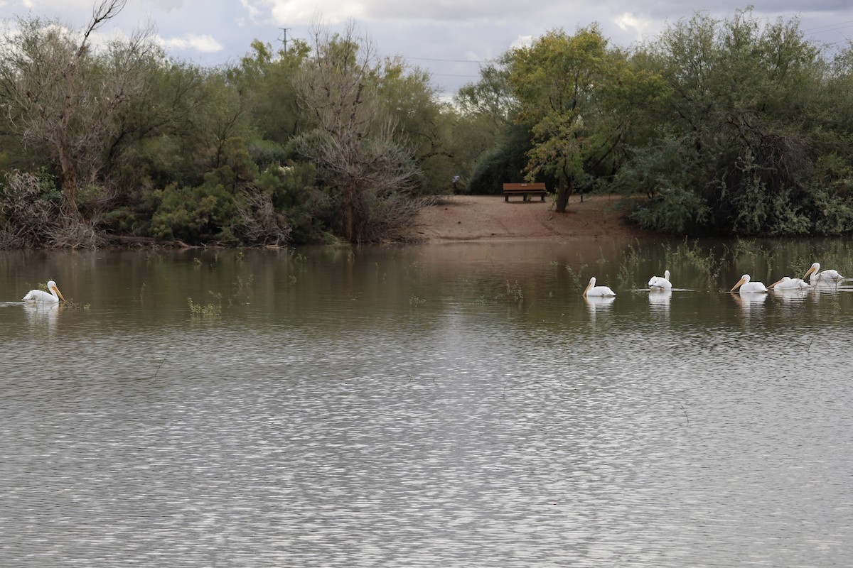 Pélican d'Amérique - ML645757757