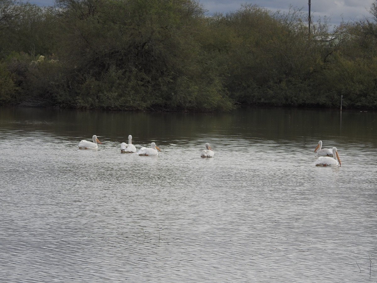 Pélican d'Amérique - ML645757758