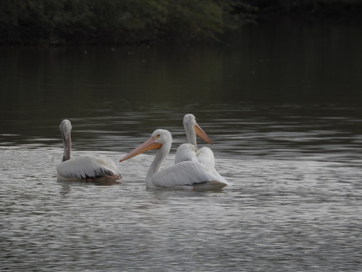Pélican d'Amérique - ML645757759