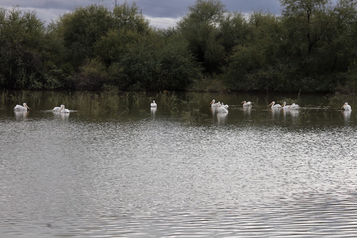 Pélican d'Amérique - ML645757760