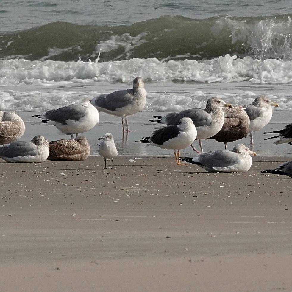 Lesser Black-backed Gull - ML645757763