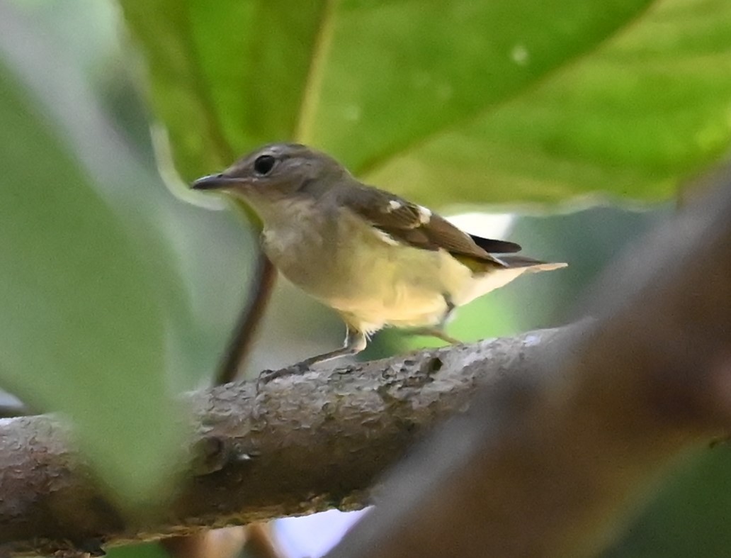 Yellow-rumped Flycatcher - ML645757765